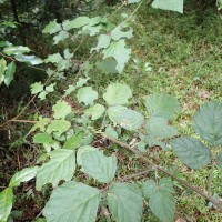 Polhillides velutina (Willd.) H.Ohashi & K.Ohashi